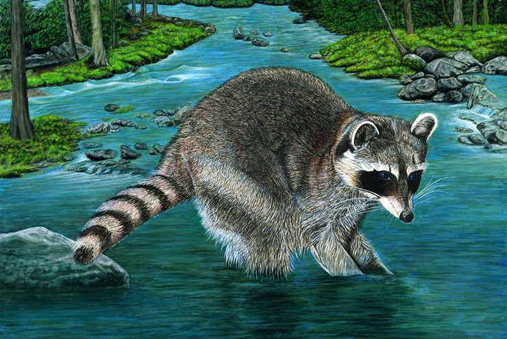 Racoon Playing Upstream artwork by eric white